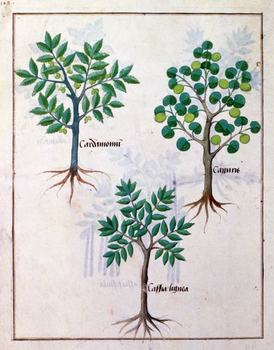 Illustratie uit het Boek van Eenvoudige Geneesmiddelen door Mattheaus Platearius 165v door Robinet Testard
